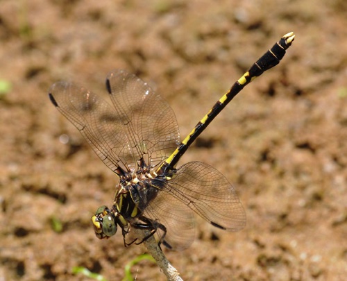 Male
2011_06_04_Floyd